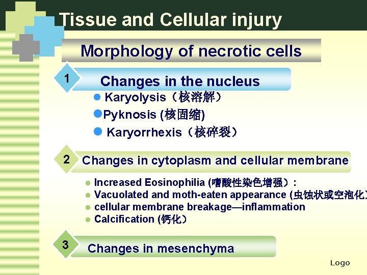 Tissue and Cellular injury Morphology of necrotic cells 1 Changes in the nucleus l