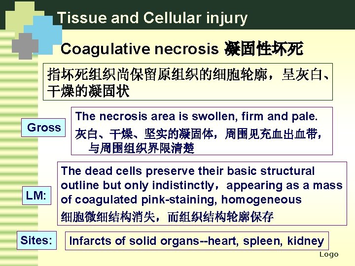 Tissue and Cellular injury Coagulative necrosis 凝固性坏死 指坏死组织尚保留原组织的细胞轮廓，呈灰白、 干燥的凝固状 Gross LM: Sites: The necrosis