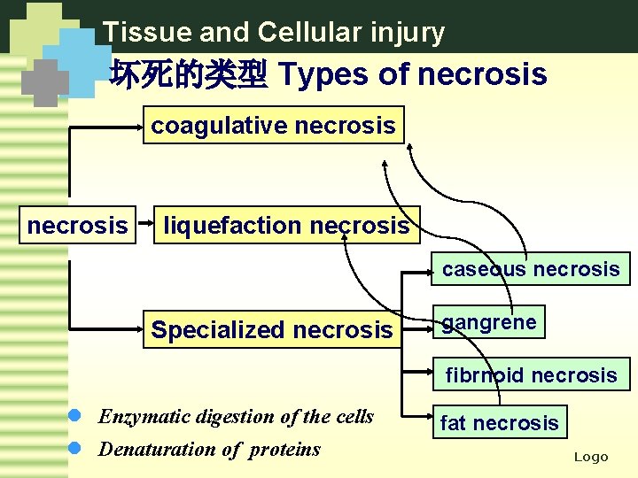 Tissue and Cellular injury 坏死的类型 Types of necrosis coagulative necrosis liquefaction necrosis caseous necrosis