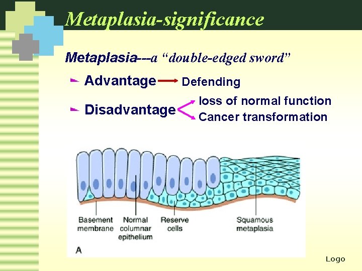 Metaplasia-significance Metaplasia---a “double-edged sword” Advantage Disadvantage Defending loss of normal function Cancer transformation Logo