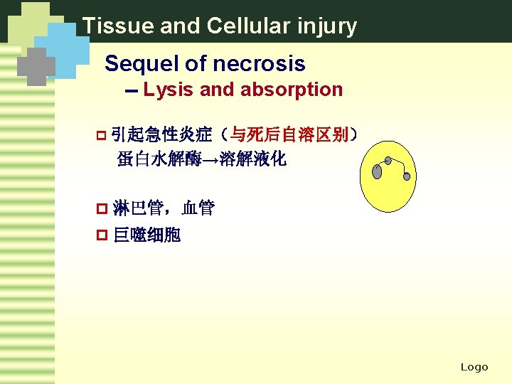 Tissue and Cellular injury Sequel of necrosis -- Lysis and absorption p 引起急性炎症（与死后自溶区别） 蛋白水解酶→溶解液化