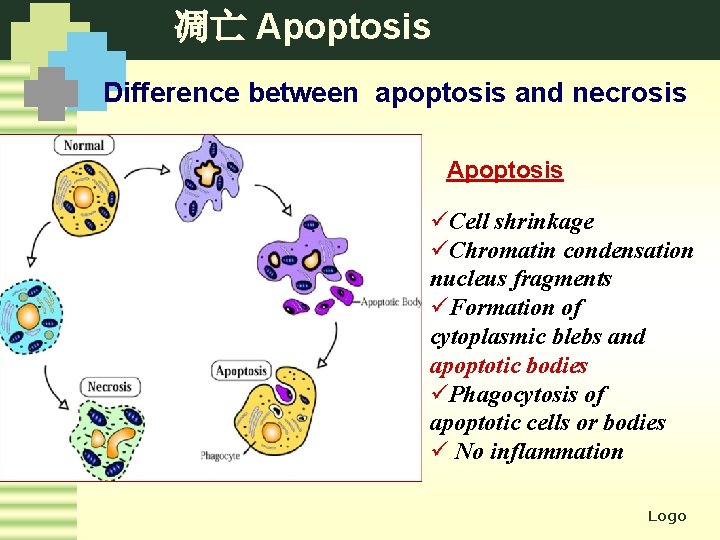 凋亡 Apoptosis Difference between apoptosis and necrosis Apoptosis üCell shrinkage üChromatin condensation nucleus fragments