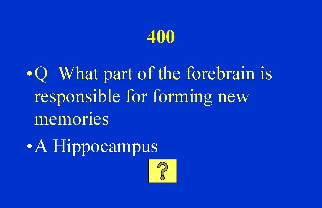 400 • Q What part of the forebrain is responsible forming new memories •