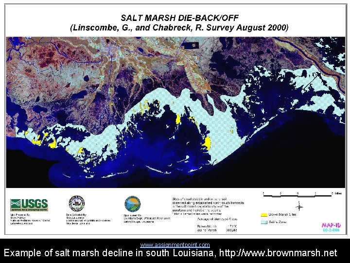 www. assignmentpoint. com Example of salt marsh decline in south Louisiana, http: //www. brownmarsh.