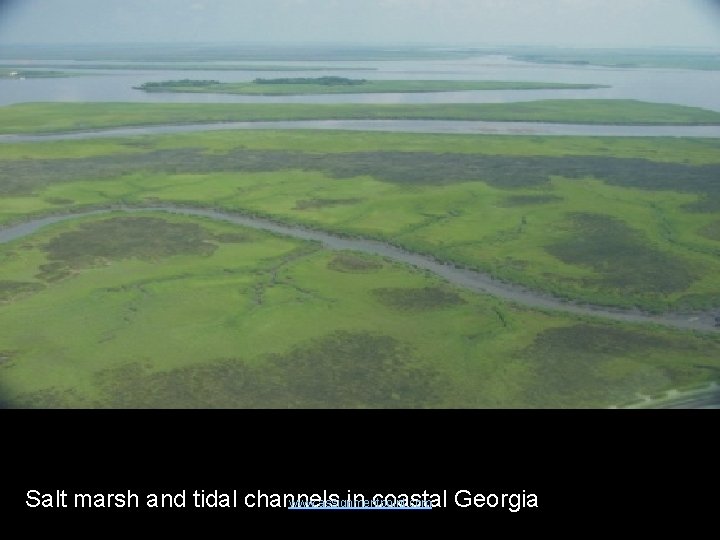 Salt marsh and tidal channels in coastal Georgia www. assignmentpoint. com 