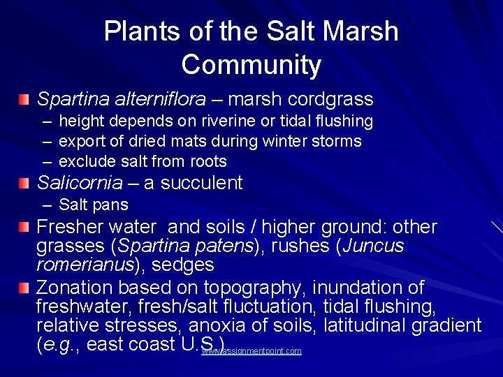 Plants of the Salt Marsh Community Spartina alterniflora – marsh cordgrass – height depends