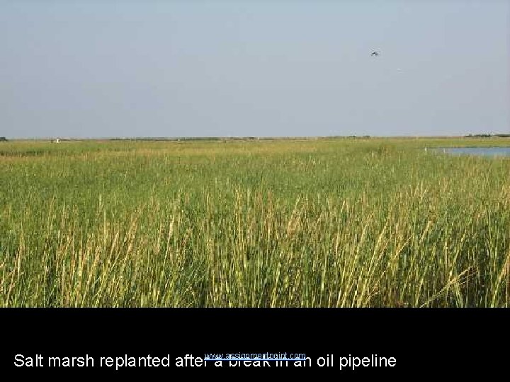 Salt marsh replanted afterwww. assignmentpoint. com a break in an oil pipeline 