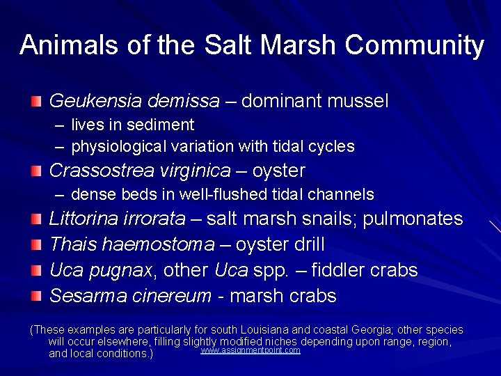 Animals of the Salt Marsh Community Geukensia demissa – dominant mussel – lives in