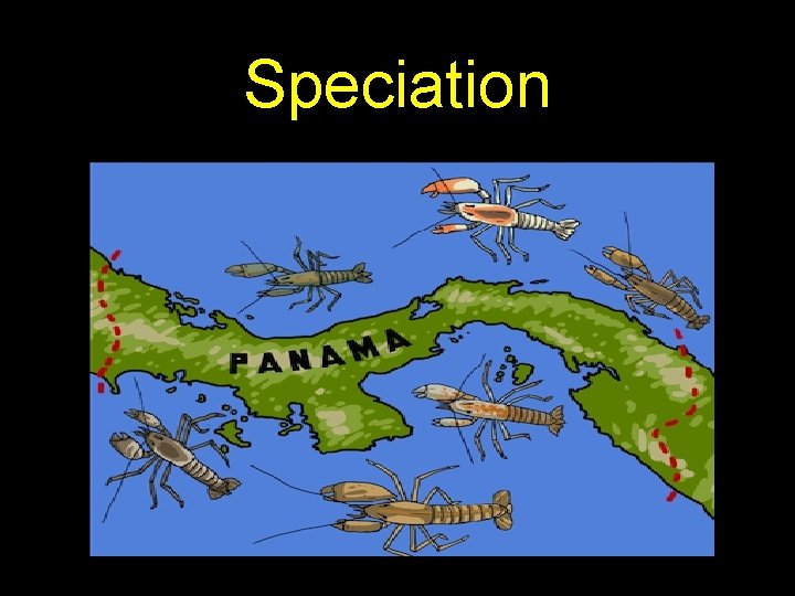 Speciation 