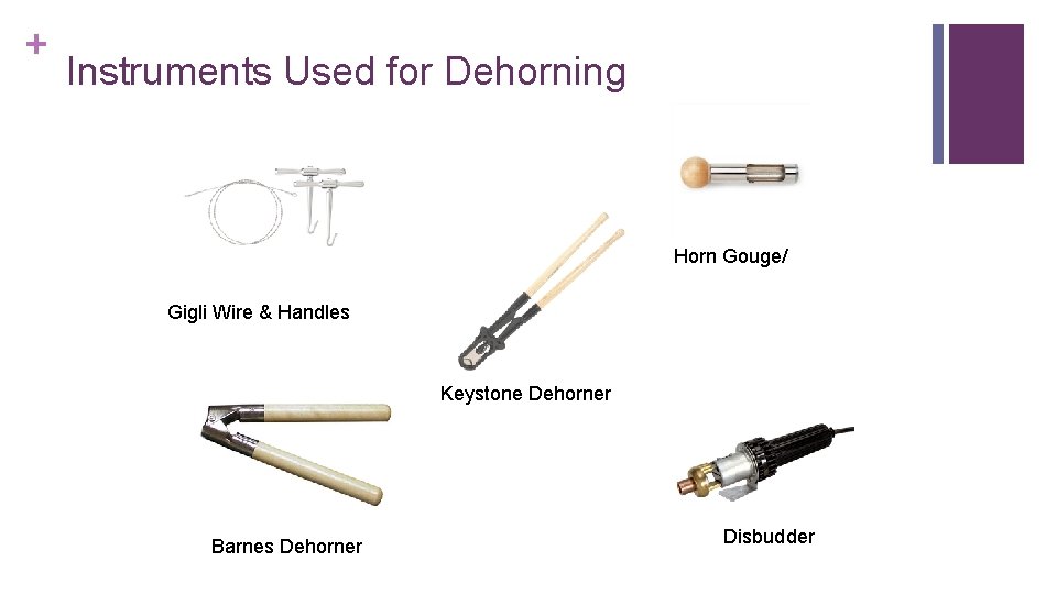 + Instruments Used for Dehorning Horn Gouge/ Gigli Wire & Handles Keystone Dehorner Barnes