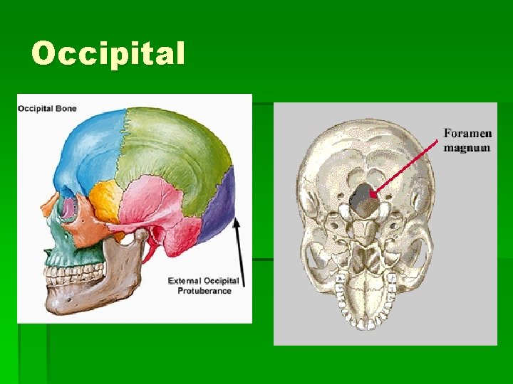 Occipital 