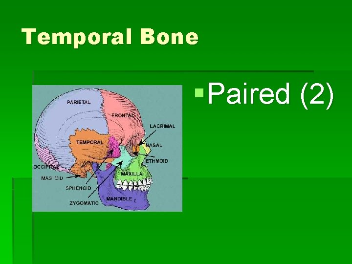 Temporal Bone §Paired (2) 