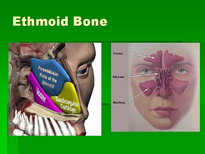 Ethmoid Bone 