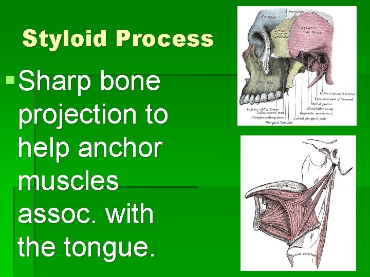 Styloid Process § Sharp bone projection to help anchor muscles assoc. with the tongue.