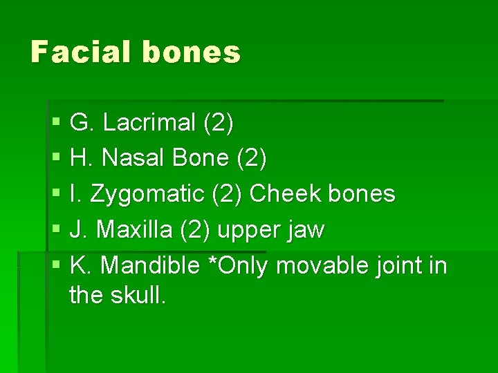 Facial bones § G. Lacrimal (2) § H. Nasal Bone (2) § I. Zygomatic