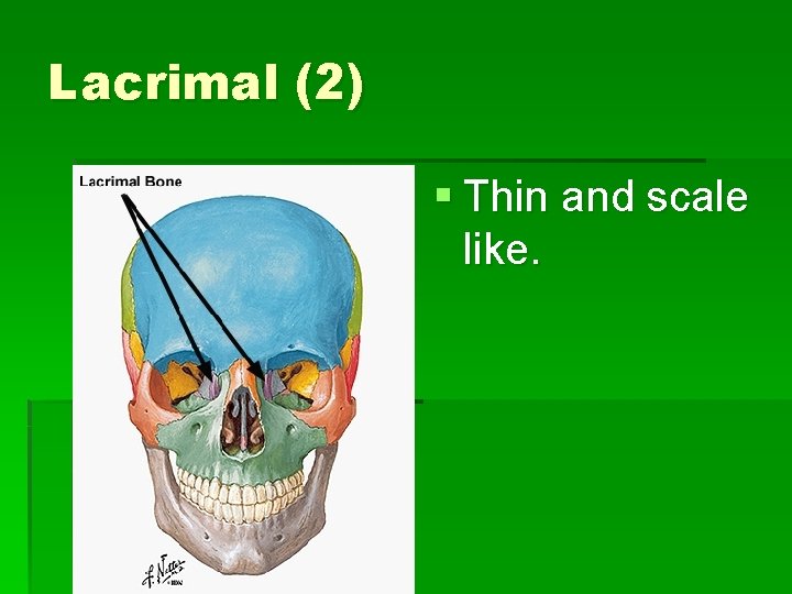 Lacrimal (2) § Thin and scale like. 