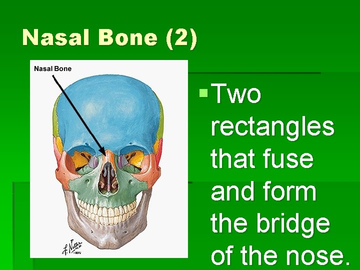 Nasal Bone (2) § Two rectangles that fuse and form the bridge of the
