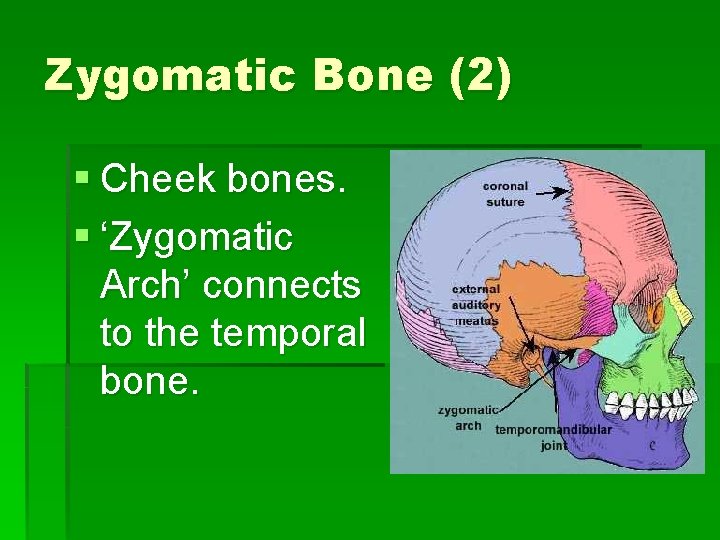 Zygomatic Bone (2) § Cheek bones. § ‘Zygomatic Arch’ connects to the temporal bone.