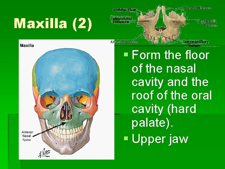 Maxilla (2) § Form the floor of the nasal cavity and the roof of