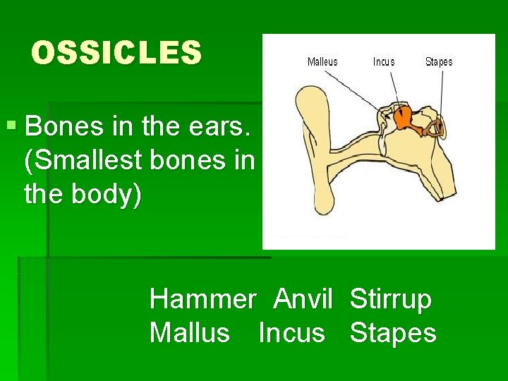 OSSICLES § Bones in the ears. (Smallest bones in the body) Hammer Anvil Stirrup