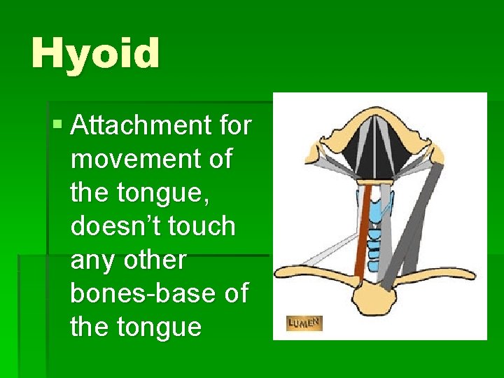 Hyoid § Attachment for movement of the tongue, doesn’t touch any other bones-base of