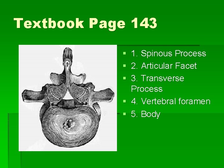 Textbook Page 143 § 1. Spinous Process § 2. Articular Facet § 3. Transverse