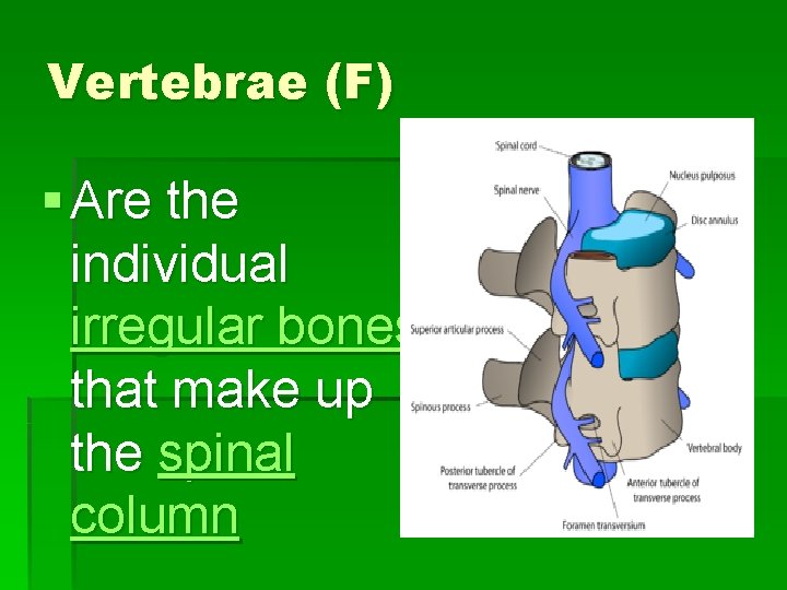 Vertebrae (F) § Are the individual irregular bones that make up the spinal column
