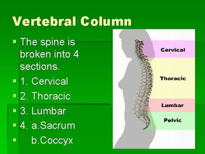 Vertebral Column § The spine is broken into 4 sections. § 1. Cervical §