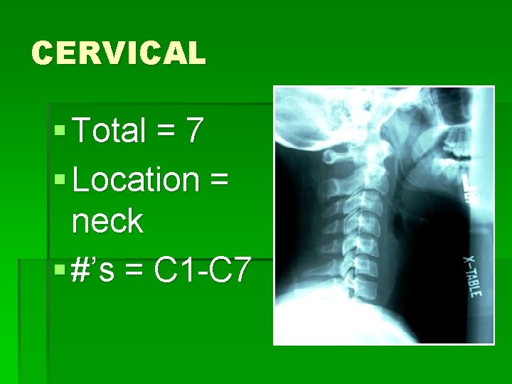 CERVICAL § Total = 7 § Location = neck § #’s = C 1