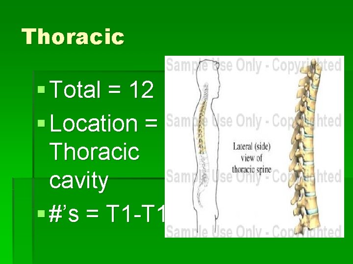 Thoracic § Total = 12 § Location = Thoracic cavity § #’s = T