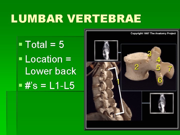 LUMBAR VERTEBRAE § Total = 5 § Location = Lower back § #’s =