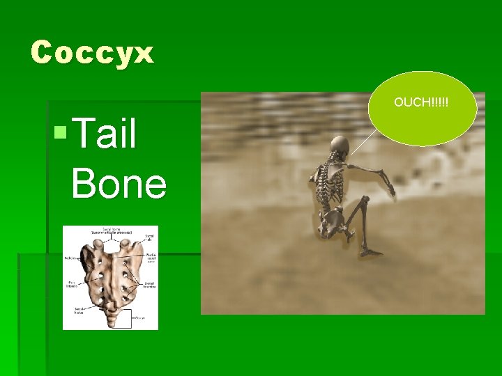 Coccyx OUCH!!!!! §Tail Bone 