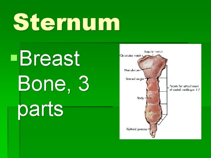 Sternum §Breast Bone, 3 parts 