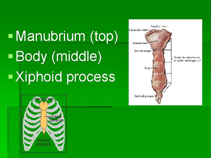 § Manubrium (top) § Body (middle) § Xiphoid process 
