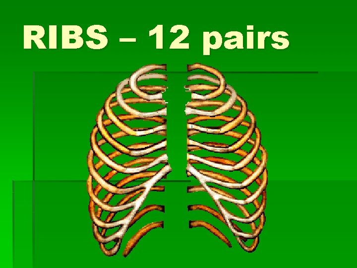 RIBS – 12 pairs 