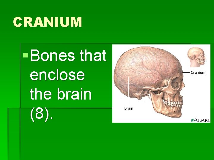 CRANIUM § Bones that enclose the brain (8). 