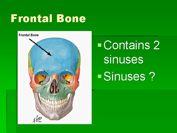 Frontal Bone § Contains 2 sinuses § Sinuses ? 