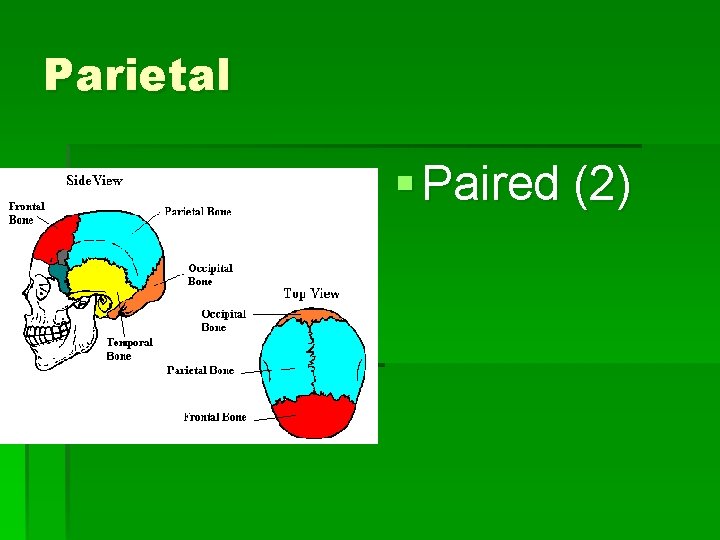 Parietal § Paired (2) 