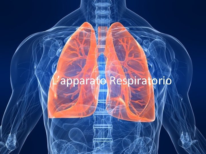 L’apparato Respiratorio 