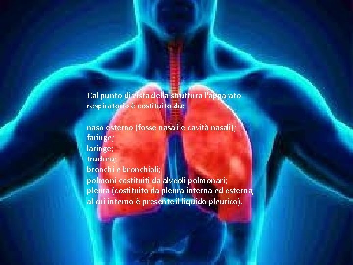 Dal punto di vista della struttura l'apparato respiratorio è costituito da: naso esterno (fosse