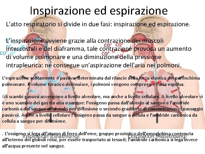 Inspirazione ed espirazione L'atto respiratorio si divide in due fasi: inspirazione ed espirazione. L'inspirazione