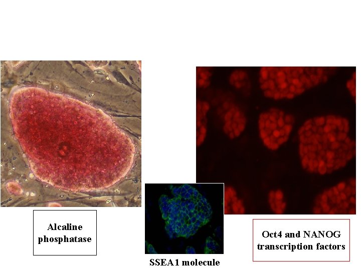 Alcaline phosphatase Oct 4 and NANOG transcription factors SSEA 1 molecule 