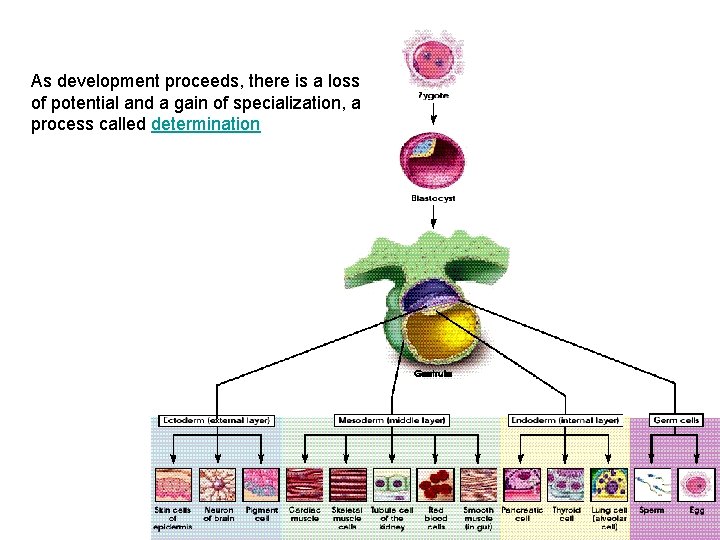 As development proceeds, there is a loss of potential and a gain of specialization,