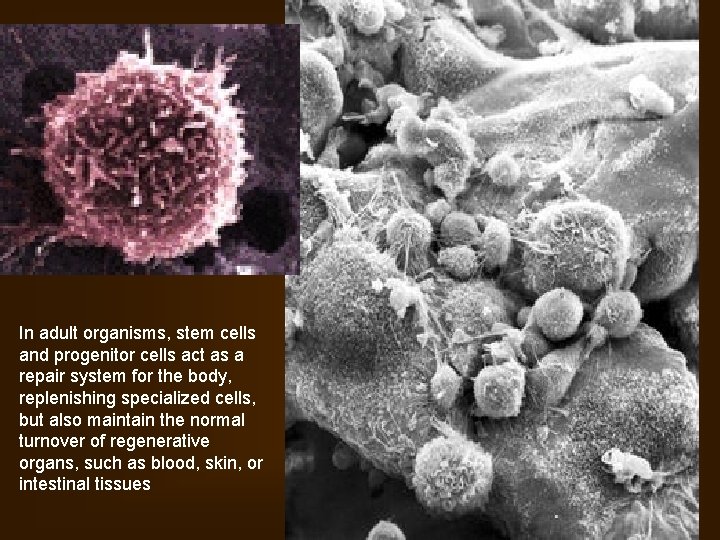 In adult organisms, stem cells and progenitor cells act as a repair system for