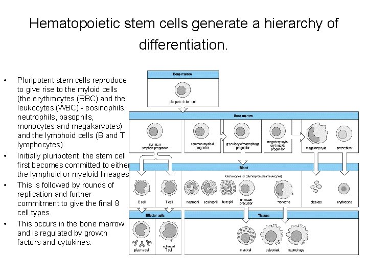 Hematopoietic stem cells generate a hierarchy of differentiation. • • Pluripotent stem cells reproduce
