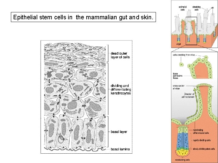 Epithelial stem cells in the mammalian gut and skin. 