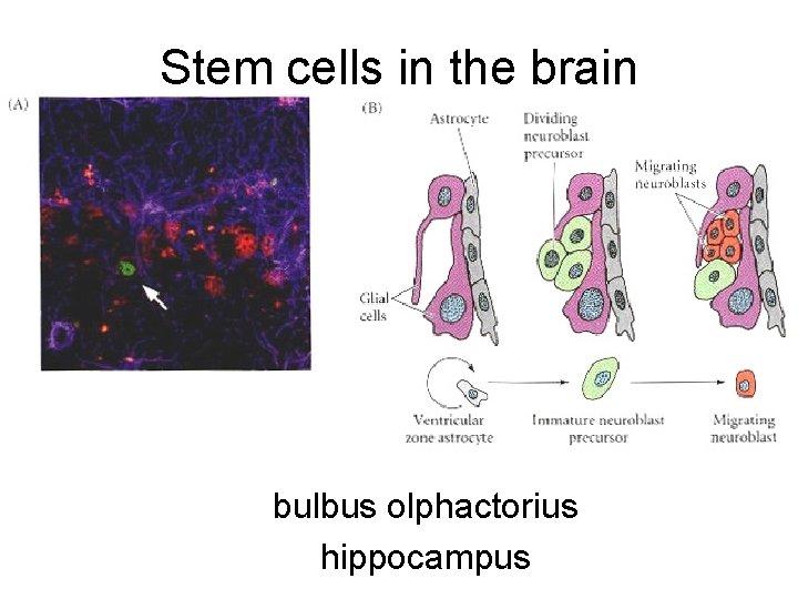 Stem cells in the brain bulbus olphactorius hippocampus 