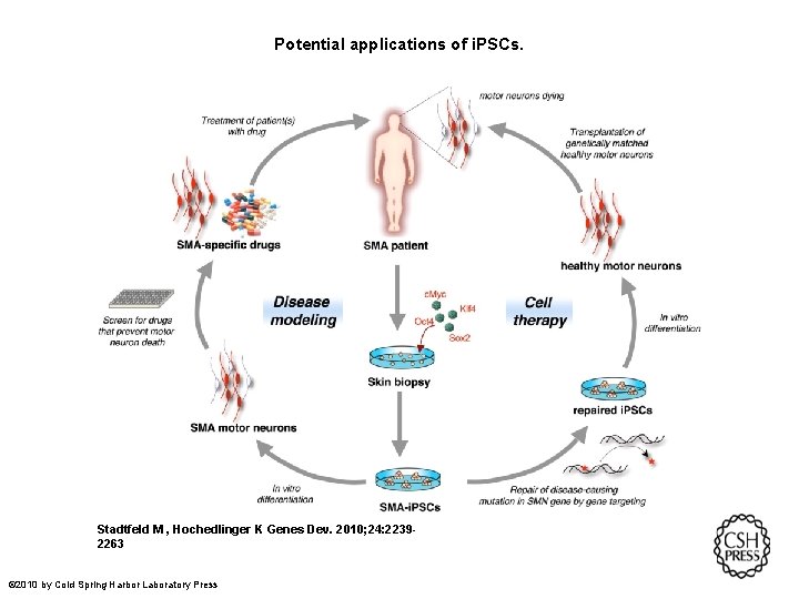 Potential applications of i. PSCs. Stadtfeld M , Hochedlinger K Genes Dev. 2010; 24: