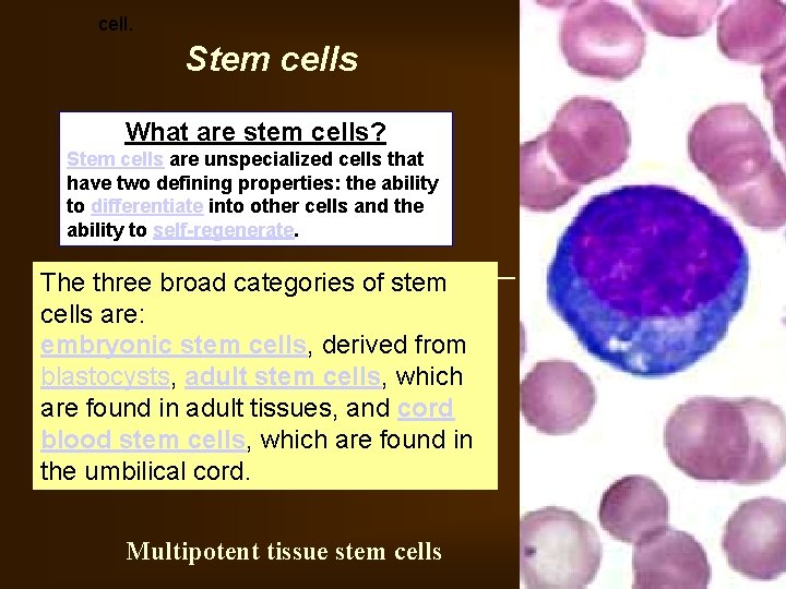 cell. Stem cells What are stem cells? Stem cells are unspecialized cells that have