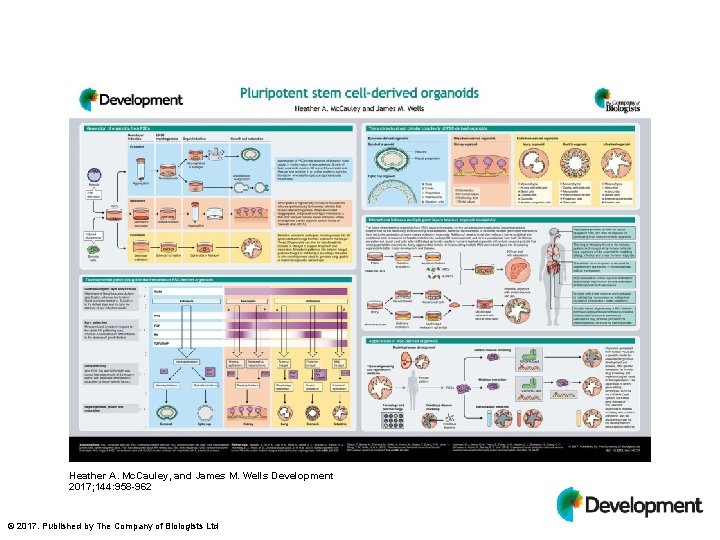 Heather A. Mc. Cauley, and James M. Wells Development 2017; 144: 958 -962 ©